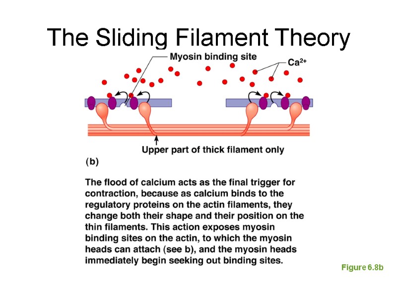 The Sliding Filament Theory Figure 6.8b